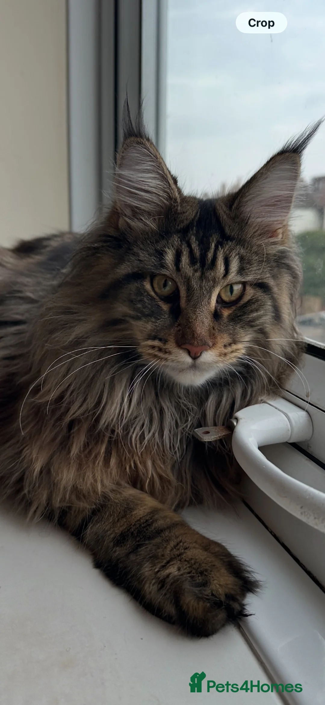 Maine Coon cats for sale: MainCoon  - Advert 3