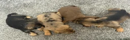 Mixed Breed dogs for sale: Miniature schnoxie/schnauzund puppy’s  - Advert 18