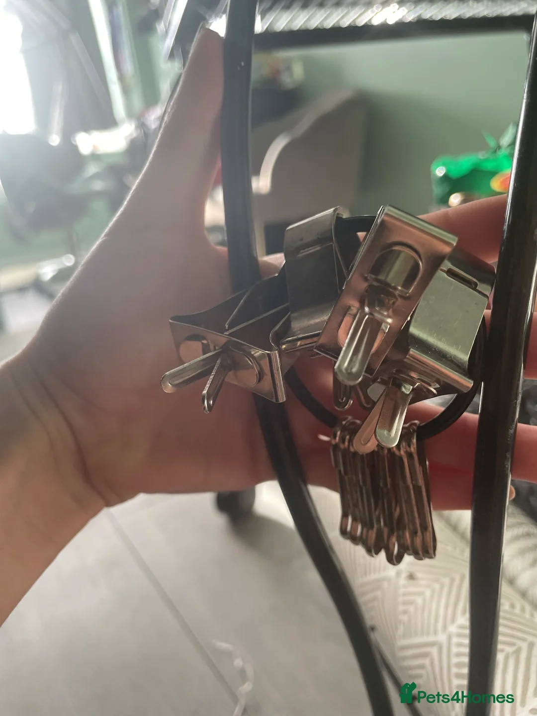 Canaries birds for sale: Canaries as a pair for sale - Advert 17