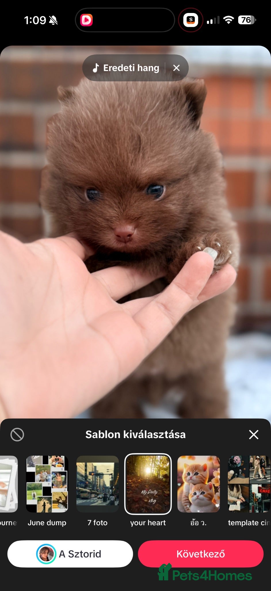 Pomeranian dogs 👑Elite 👑 Rare Colour Teddy Bear Pomeranians   👑 - Advert 4