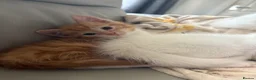 Mixed Breed cats for sale: Kittens - Advert 1