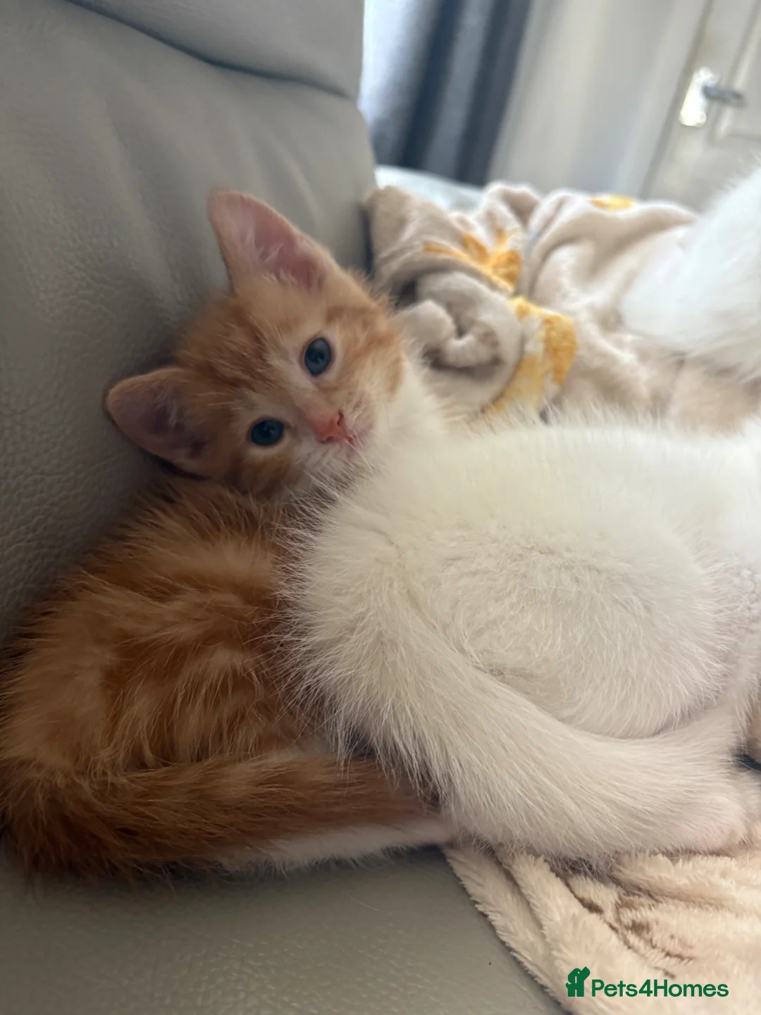 Mixed Breed cats for sale: Kittens - Advert 1