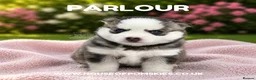 Pomsky dogs for sale: F4 Pomsky Puppies  - Advert 32