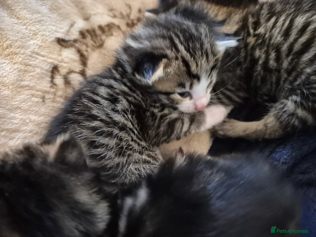 Mixed Breed cats for sale: Three gorgeous kittens looking for a good home in Peterlee - Advert 2