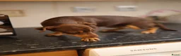 Jack Russell dogs for sale: Beautiful Jack Russell in Chocolate and Silver - Advert 13