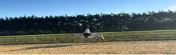 Irish Thoroughbred horses for sale: Grey 16hh 9yr old TB mare in Canterbury - Advert 7