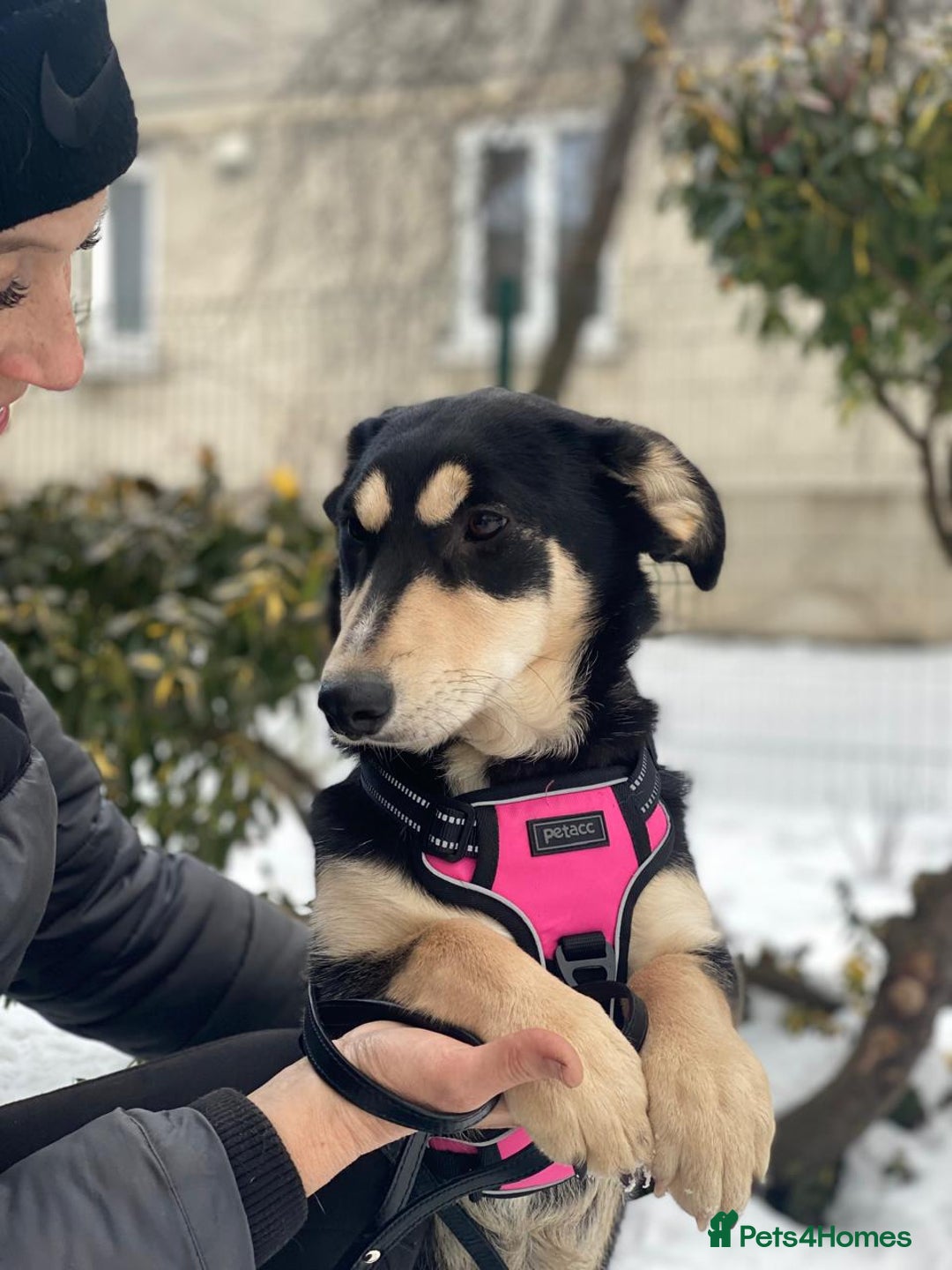 Mixed Breed dogs for adoption: 💖🐶 LADY AND DORY 🐶💖 - Advert 7