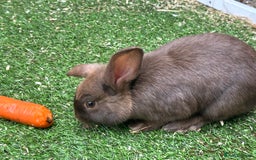 English Lop rabbits for sale: Brothers … - Image 2