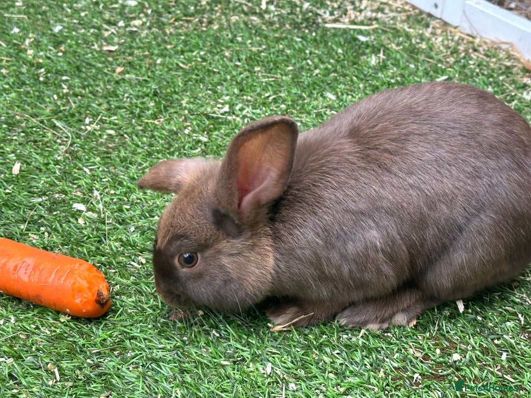 English Lop rabbits for sale: Brothers … - Image 2