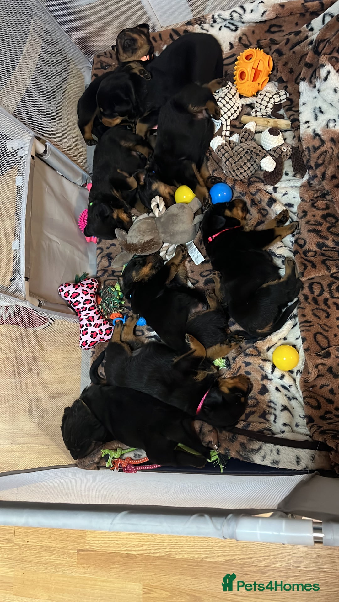 Rottweiler dogs for sale: Beautiful chunky Rottweiler puppies  - Advert 12
