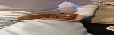 Cockapoo 5