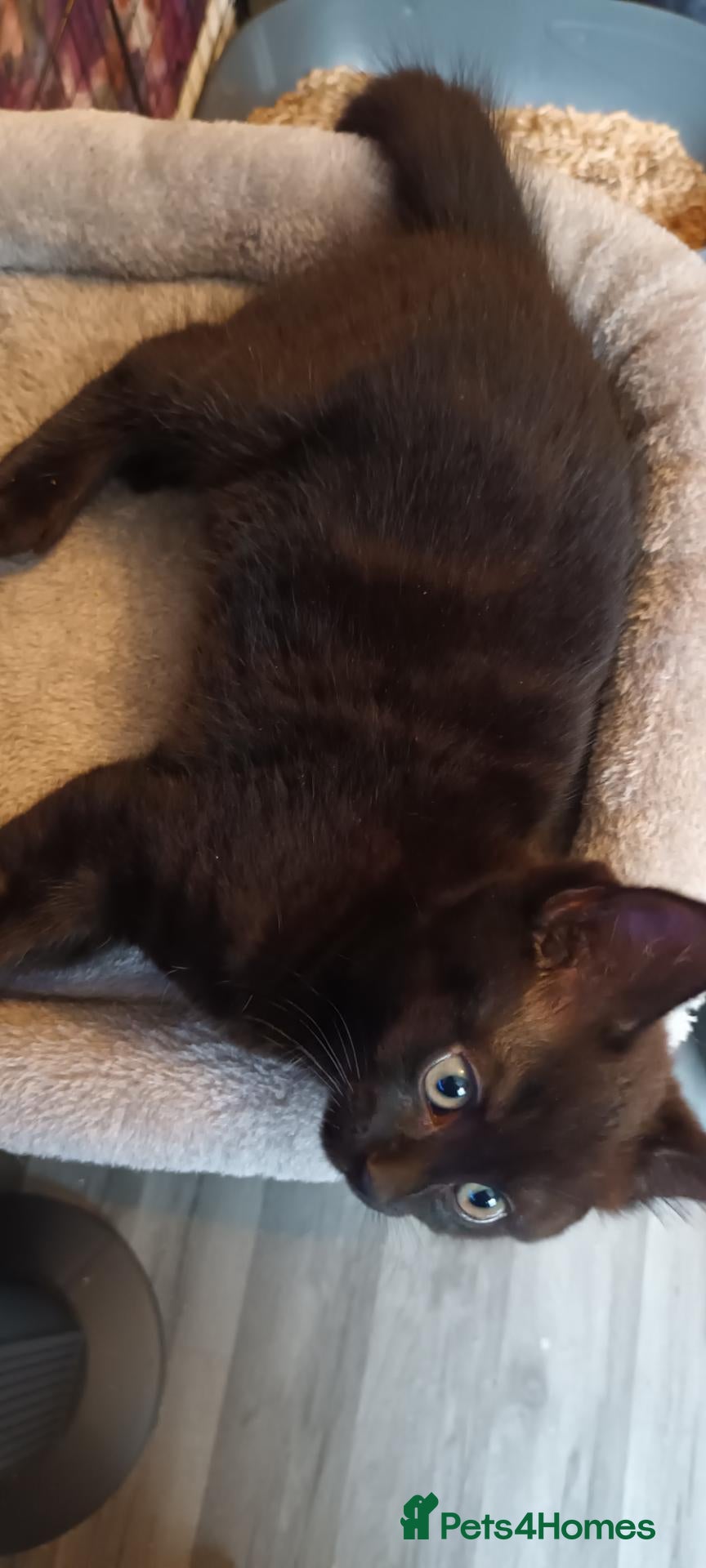 British Shorthair cats British short hair/black ghost tabby - Advert 2