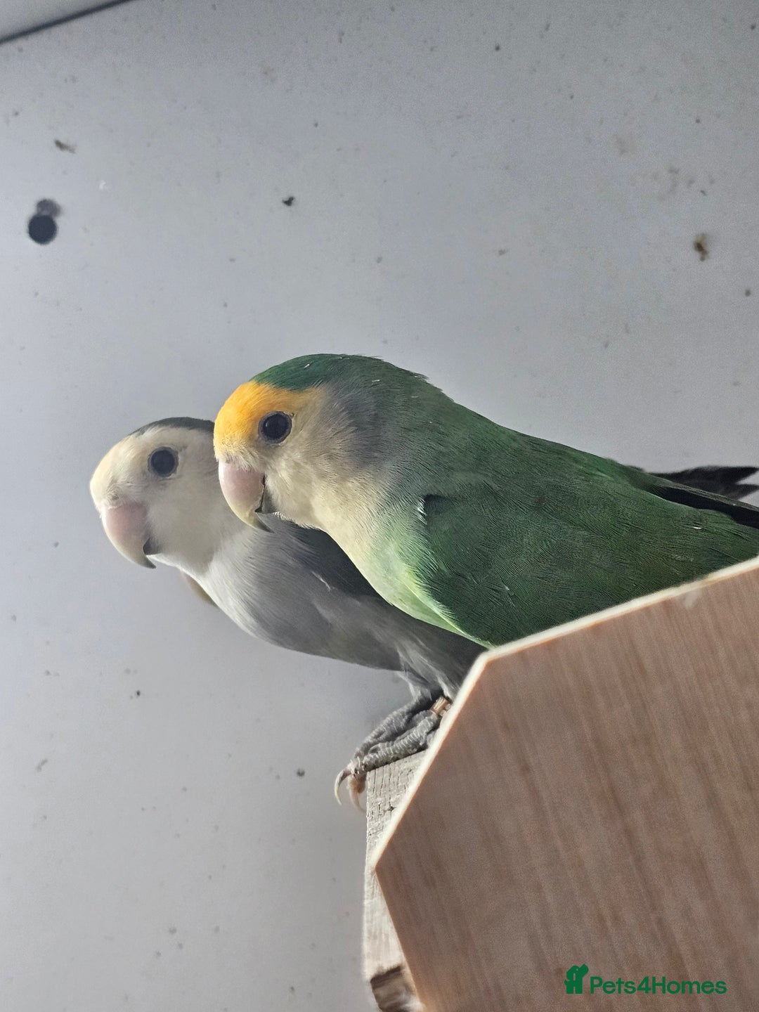 Lovebirds birds for sale: Mixed lovebirds - Advert 3