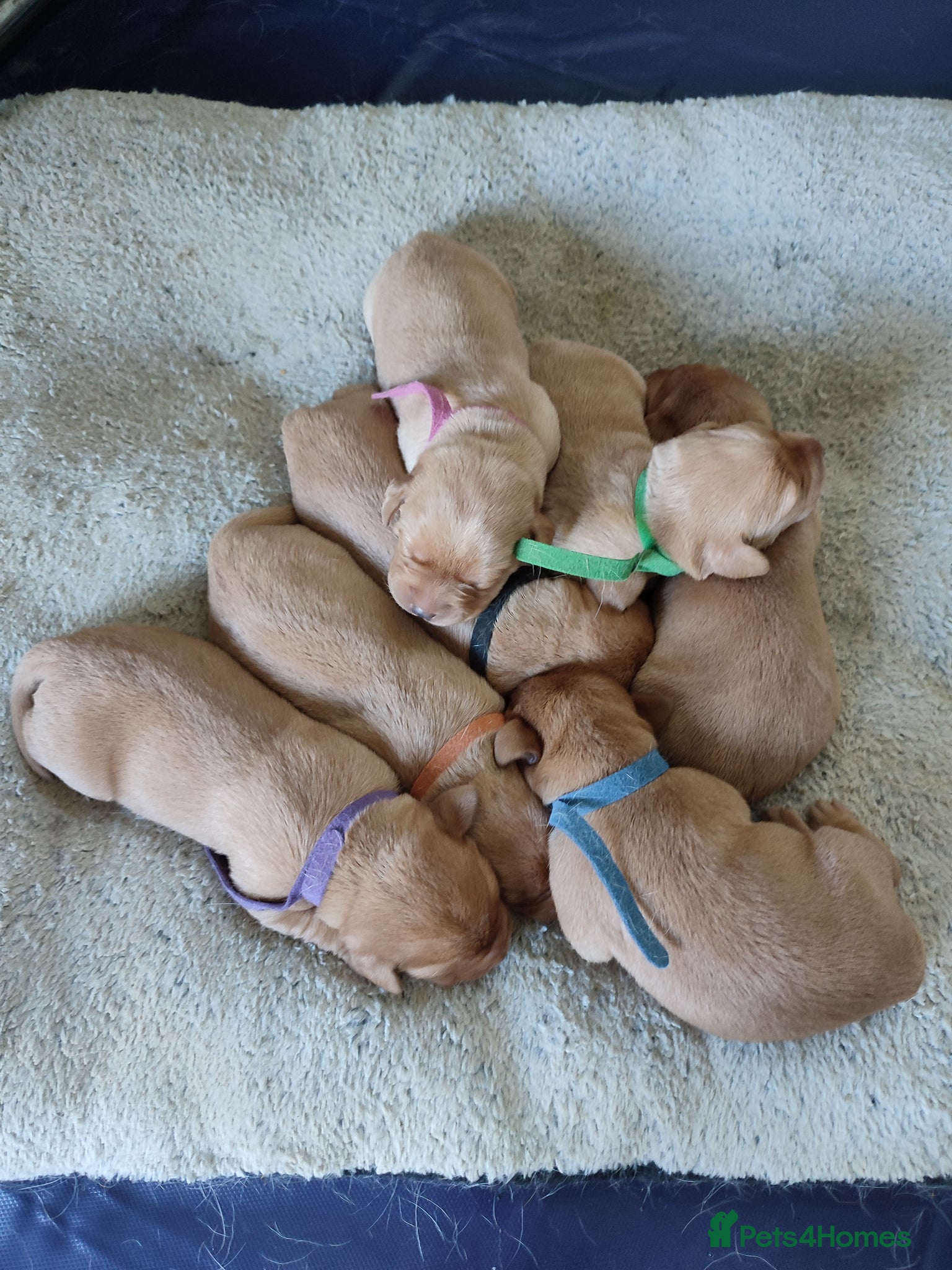Labrador Retriever dogs Gorgeous fox red/yellow labrador pups - Advert 1