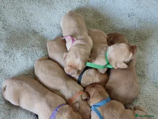 Labrador Retriever dogs Gorgeous fox red/yellow labrador pups - Advert 2