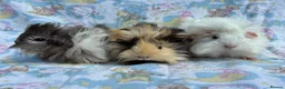 Guinea Pig rodents for sale: Guinea pig boarding services  - Advert 5