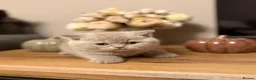 British Shorthair cats for sale: British Shorthair Boy - Advert 14