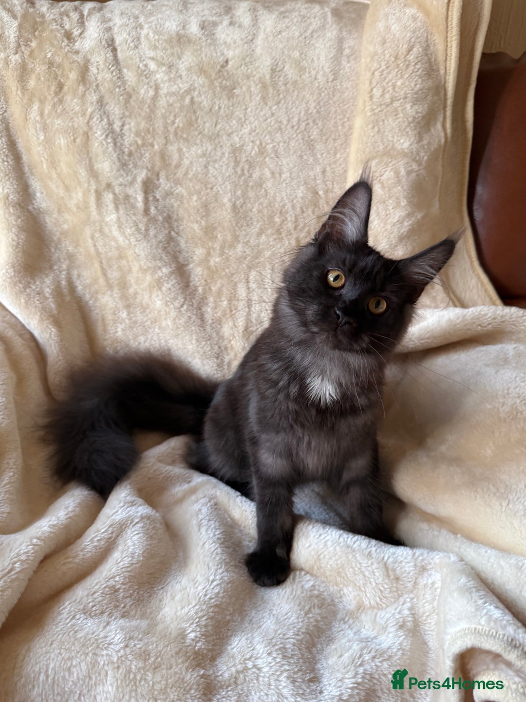 Maine Coon cats for sale: Pedigree GCCF Russian Import line Maine Coons - Advert 28