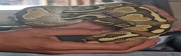 Python Snake reptiles for sale: Young Royal Pythons in Sheffield - Advert 5