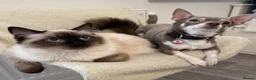 Ragdoll cats for sale: Stunning Purebred Ragdoll Kittens - Advert 9
