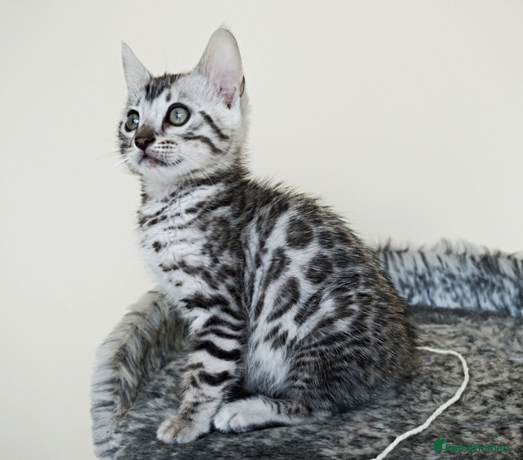 Bengal cats Ready Gorgeous Bengal Boy Kitten - Advert 7
