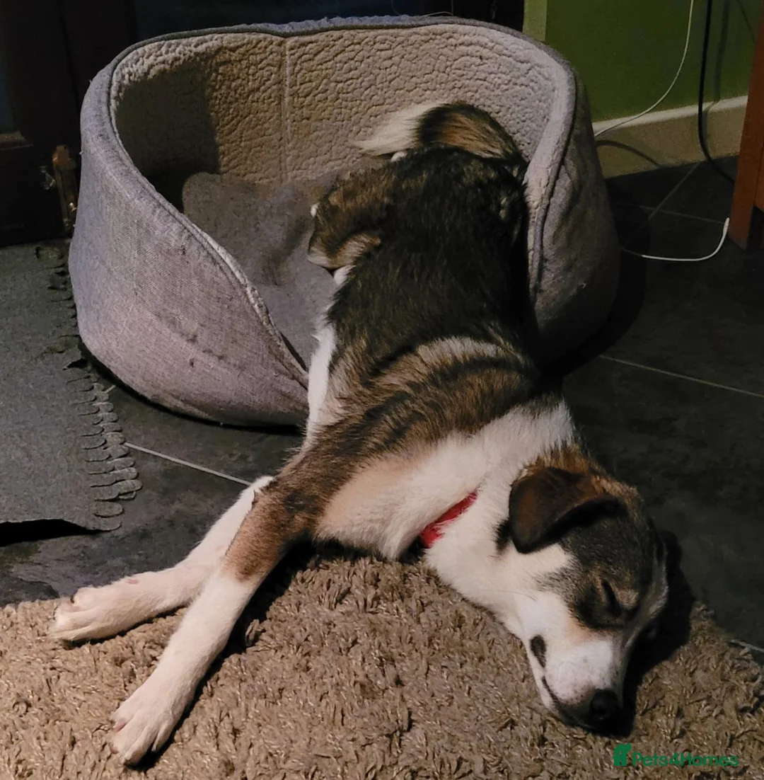 Mixed Breed dogs for sale: Meet wonderful Nala! - Advert 10