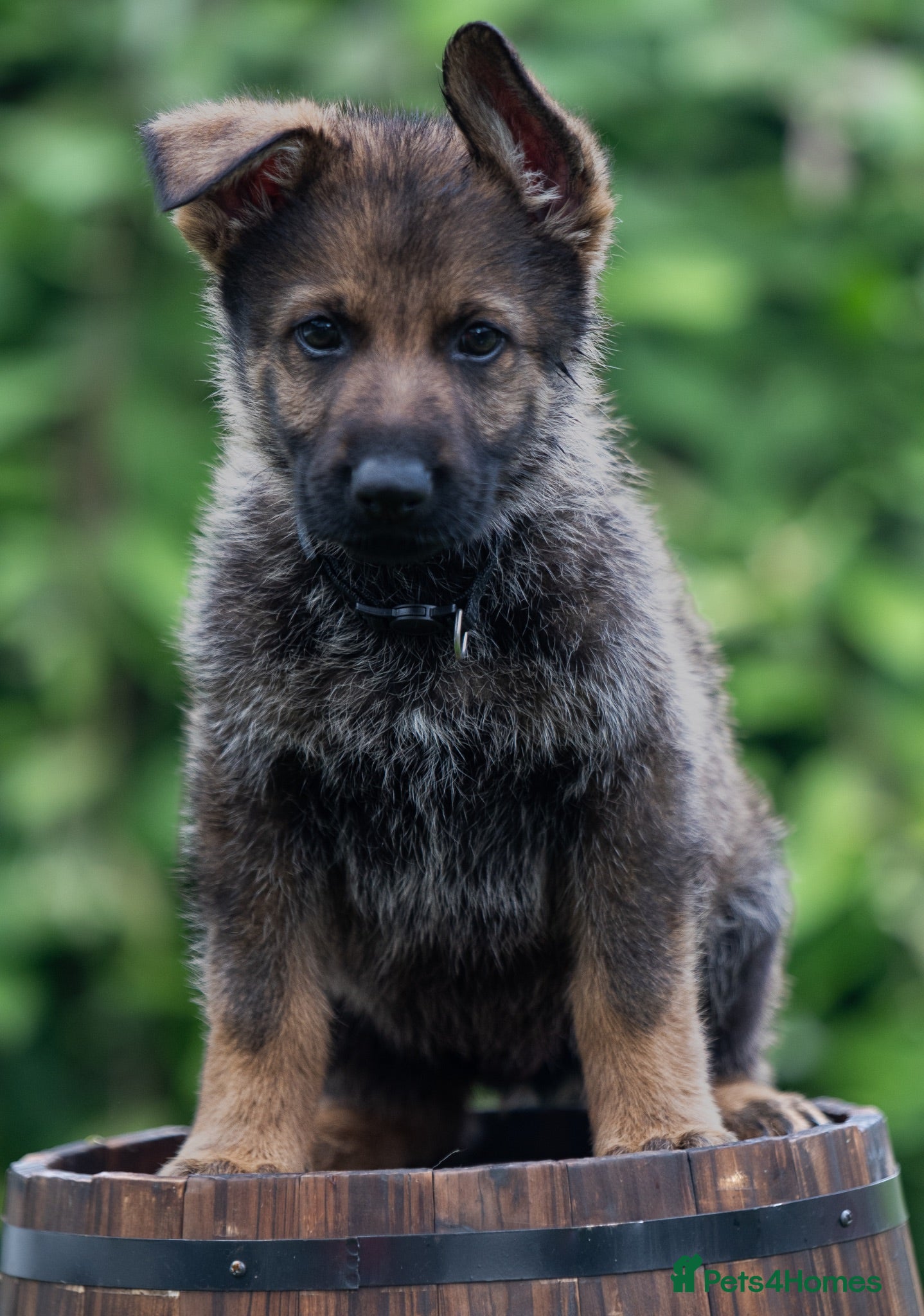 German Shepherd dogs Health tested MALE Czech German shepherd puppies - Advert 16