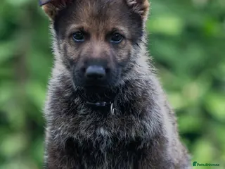 German Shepherd dogs Health tested MALE Czech German shepherd puppies - Advert 1