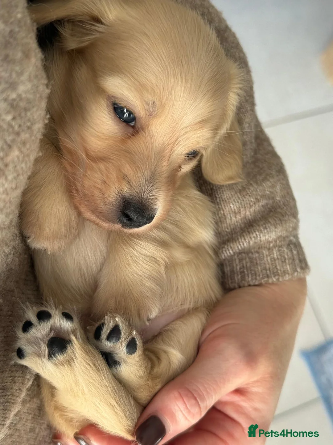 Miniature Dachshund dogs for stud: Shaded cream miniature dachshund 3.6kg - Advert 20