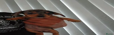 Chiweenie Puppy 6