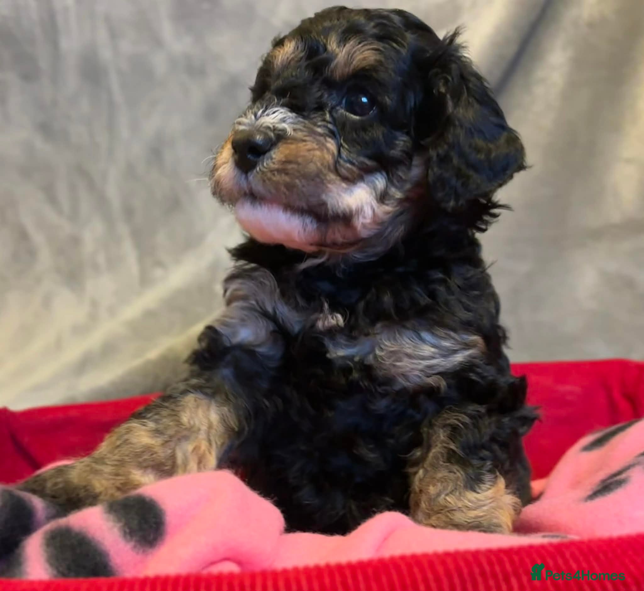 Cavapoochon dogs Beautiful Rare Phantom Toy Cavapoochon Puppies - Advert 4