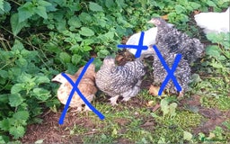 Chickens poultry for sale: Various pullets and pekins - Image 2