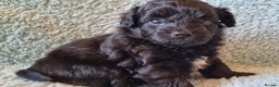 Mixed Breed dogs for sale: Pomchipoo girls - Advert 6