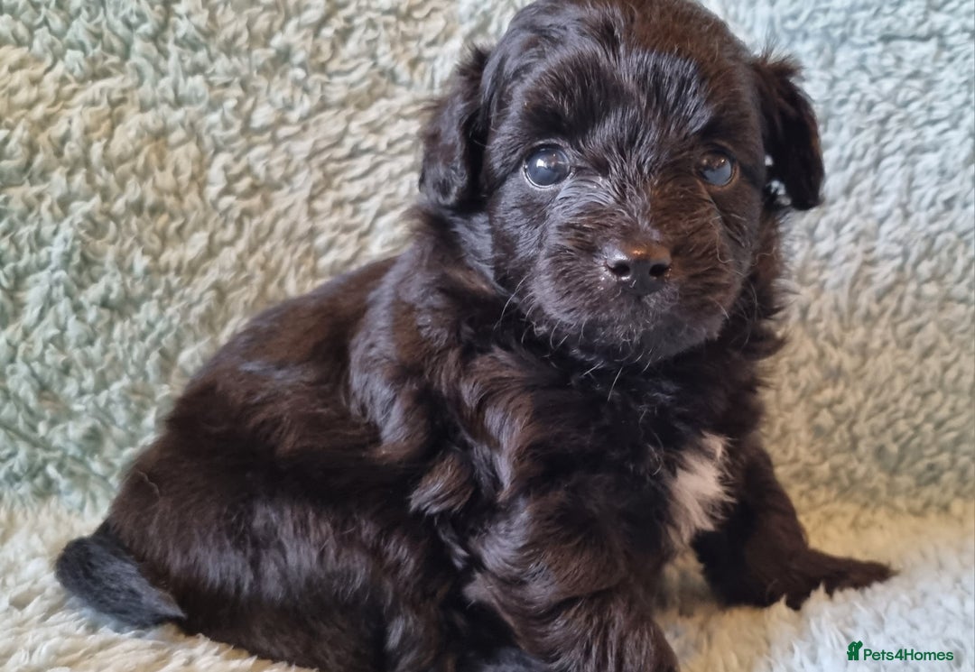 Mixed Breed dogs for sale: Pomchipoo girls - Advert 6
