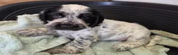 Cocker Spaniel dogs for sale: Show type cocker spaniel puppies  - Advert 12