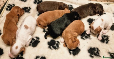 Cocker Spaniel dogs - Advert 8