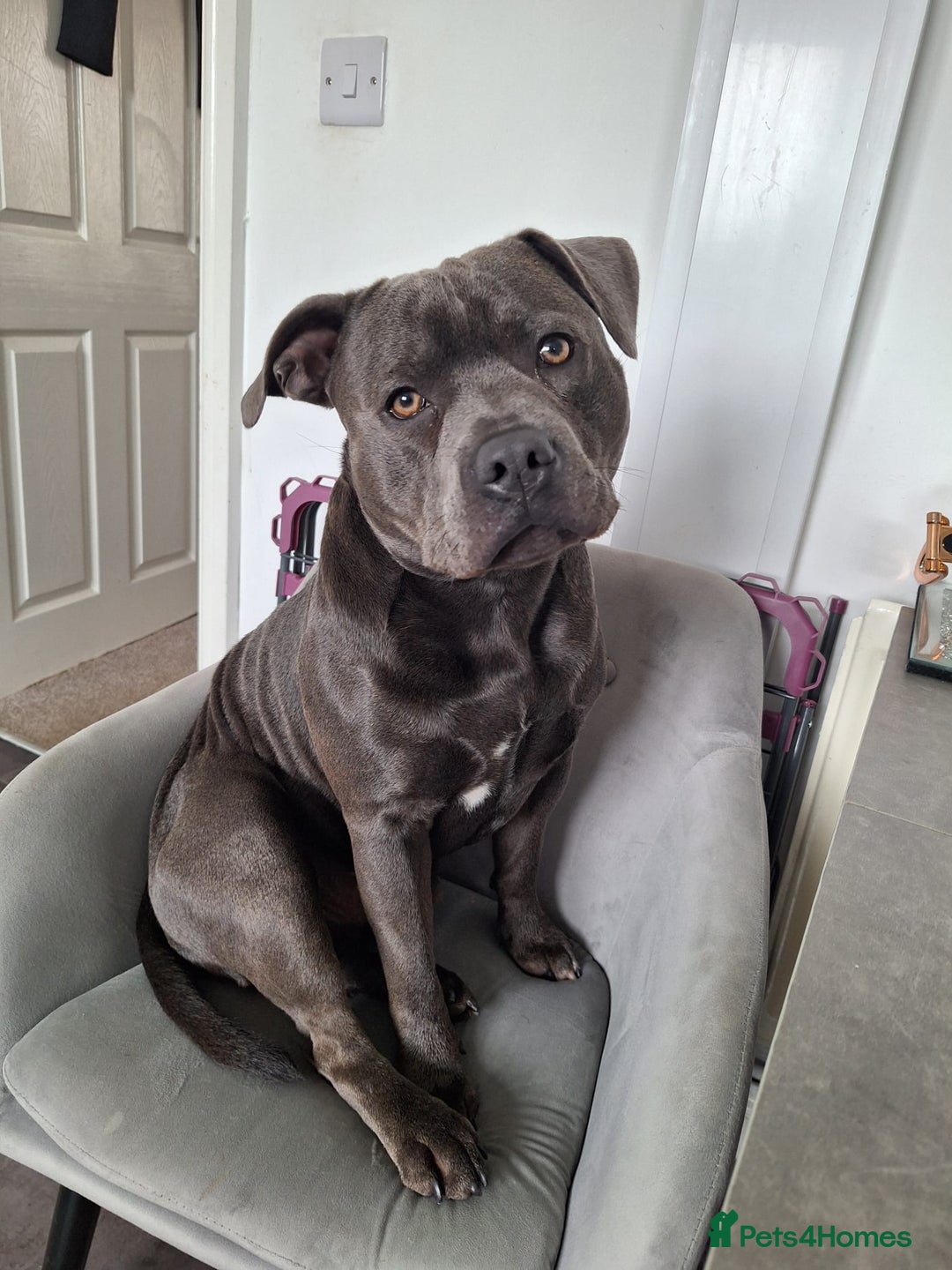 Staffordshire Bull Terrier dogs for stud: **FOR STUD** KC REGISTERED BLUE STAFF BULL TERRIOR - Advert 7