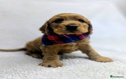 Cocker Spaniel dogs for sale: 🩵 Show Type Male Cocker Spaniel-Dad DNA Tested 🩵 - Image 1