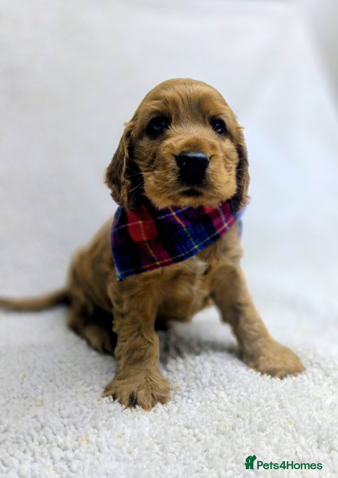 Cocker Spaniel dogs for sale: 🩵 Show Type Male Cocker Spaniel-Dad DNA Tested 🩵 - Image 1