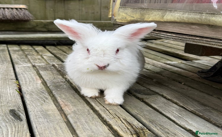 Lionhead rabbits - Advert 1