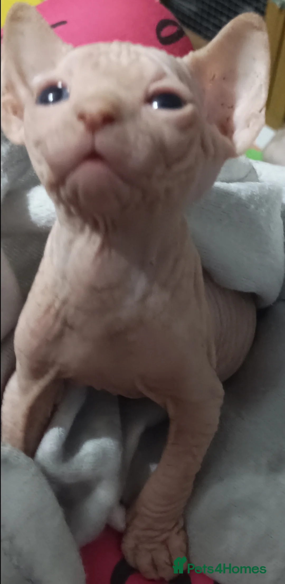 Sphynx cats for sale: ADORABLE PEDIGREE MALE SPHYNX KITTENS  - Advert 6