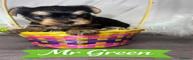 Yorkshire Terrier Puppy Mr Green