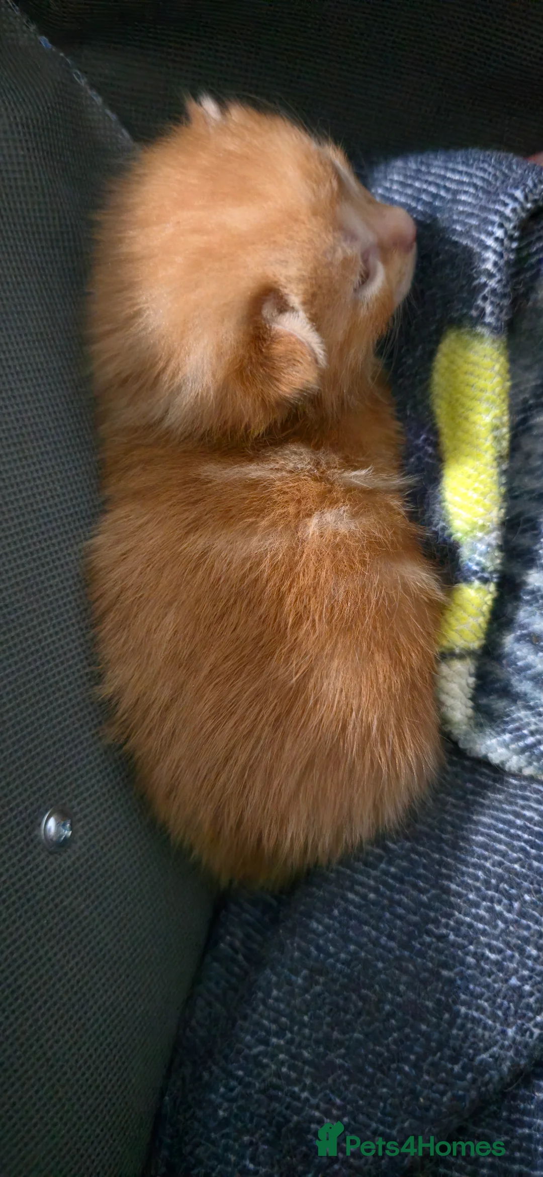 British Longhair cats for sale: British Longhair cross kittens - Advert 1