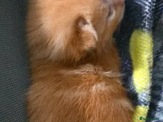 British Longhair cats British Longhair cross kittens - Advert 9