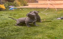 Staffordshire Bull Terrier dogs for sale: OUR PUP REGGIE KC BLUE STAFFORDSHIRE BULL TERRIER - Image 4