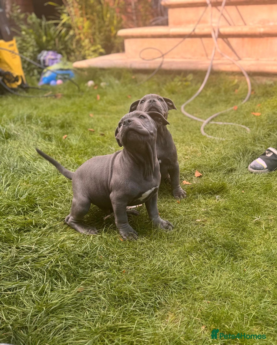 Staffordshire Bull Terrier dogs for sale: OUR PUP REGGIE KC BLUE STAFFORDSHIRE BULL TERRIER - Image 4