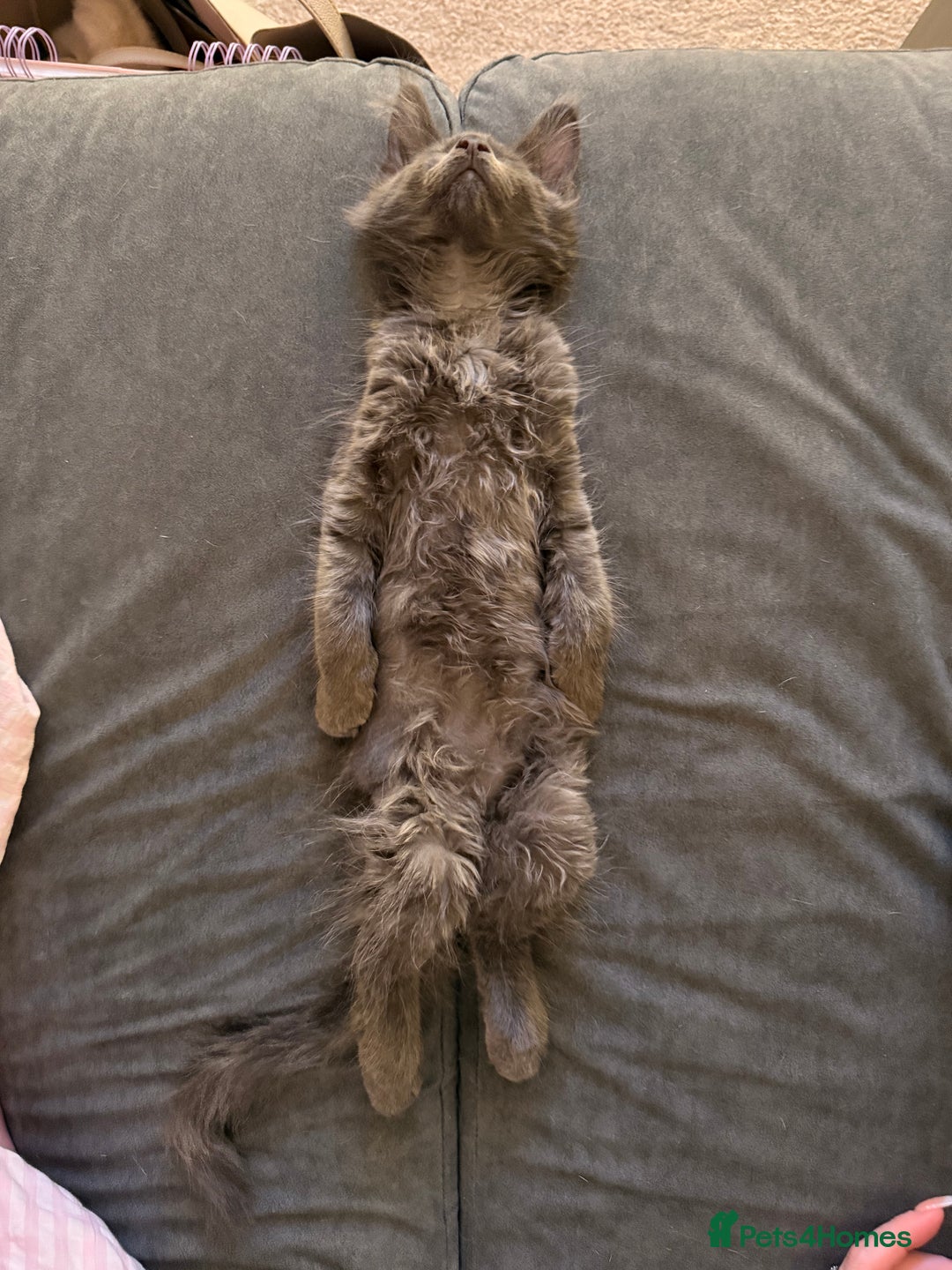 Maine Coon cats for sale: 6 remaining kittens - Advert 21