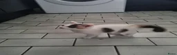 Mixed Breed cats for sale: 5 stunning kittens looking for  there new homes  - Advert 3