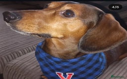 Dachshund dogs for stud: VINNY  - Image 1