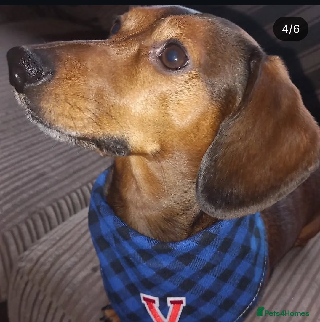 Dachshund dogs for stud: VINNY  - Image 1